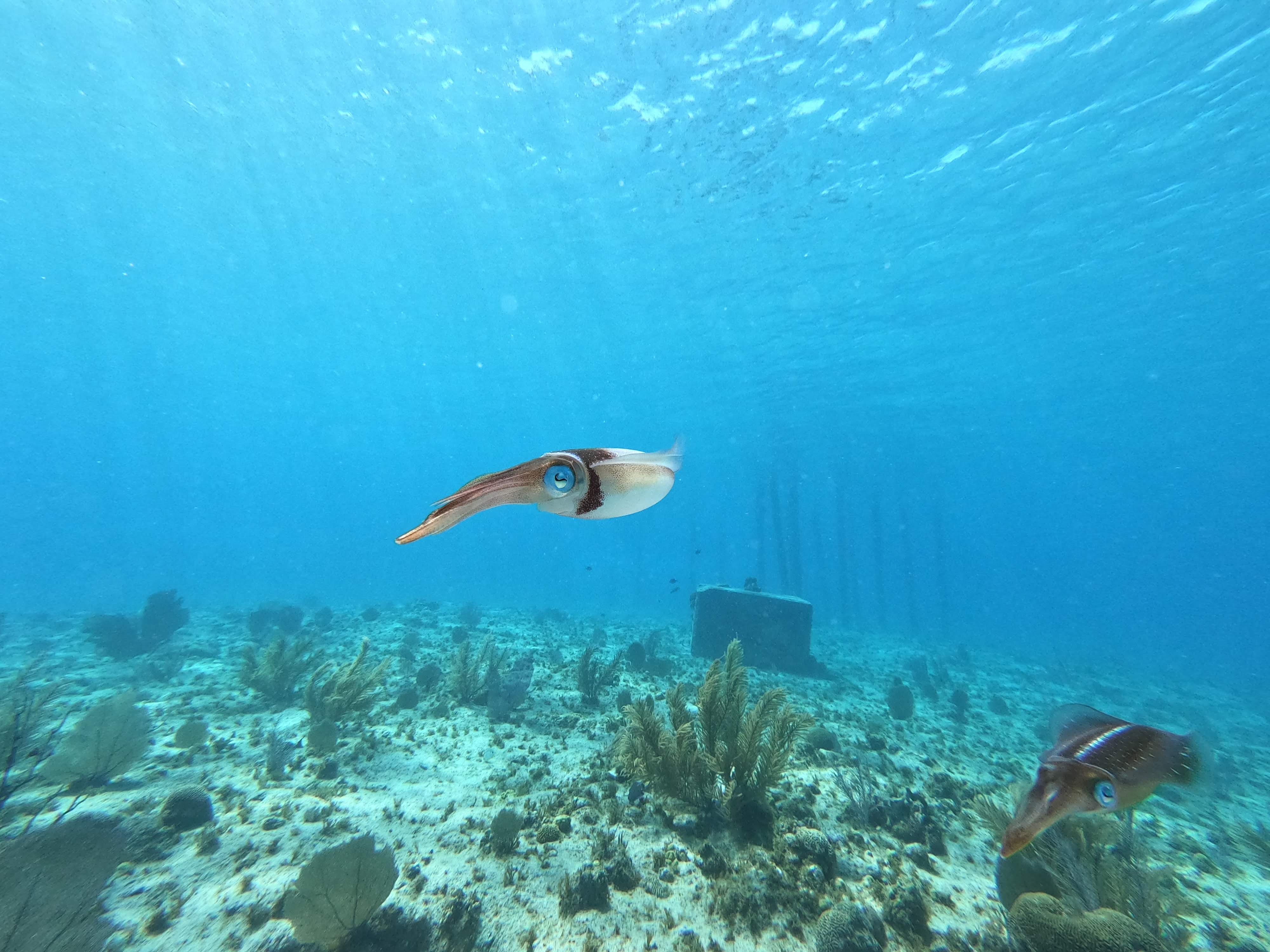 Entrenamiento en Agua