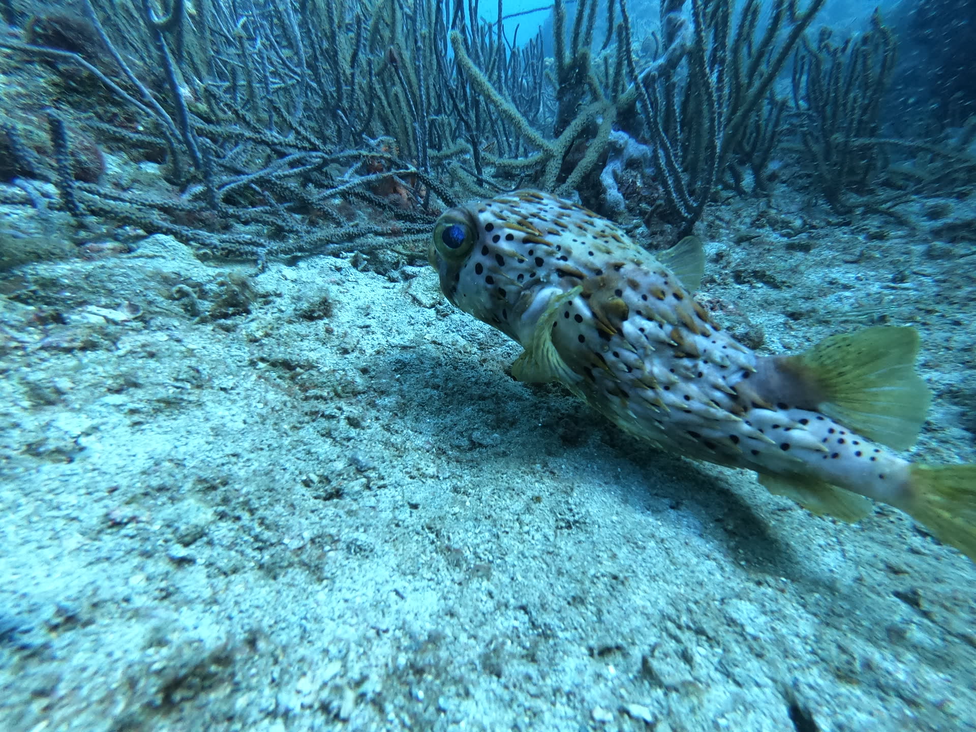Exploración Submarina