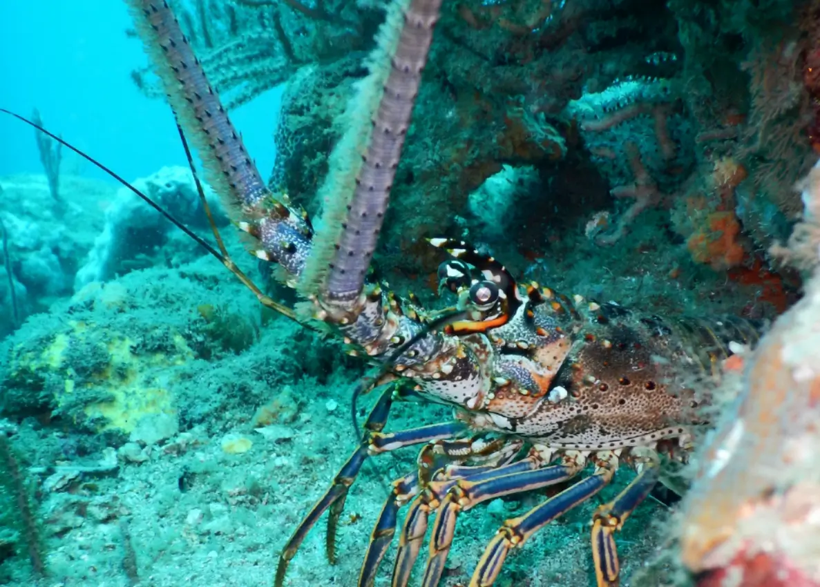 Langosta en su hábitat natural