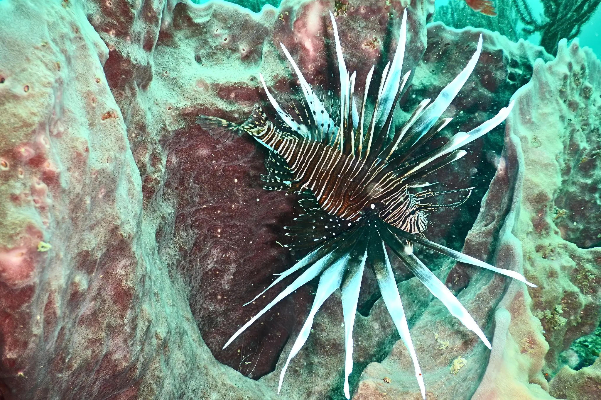 Pez león en arrecife coralino