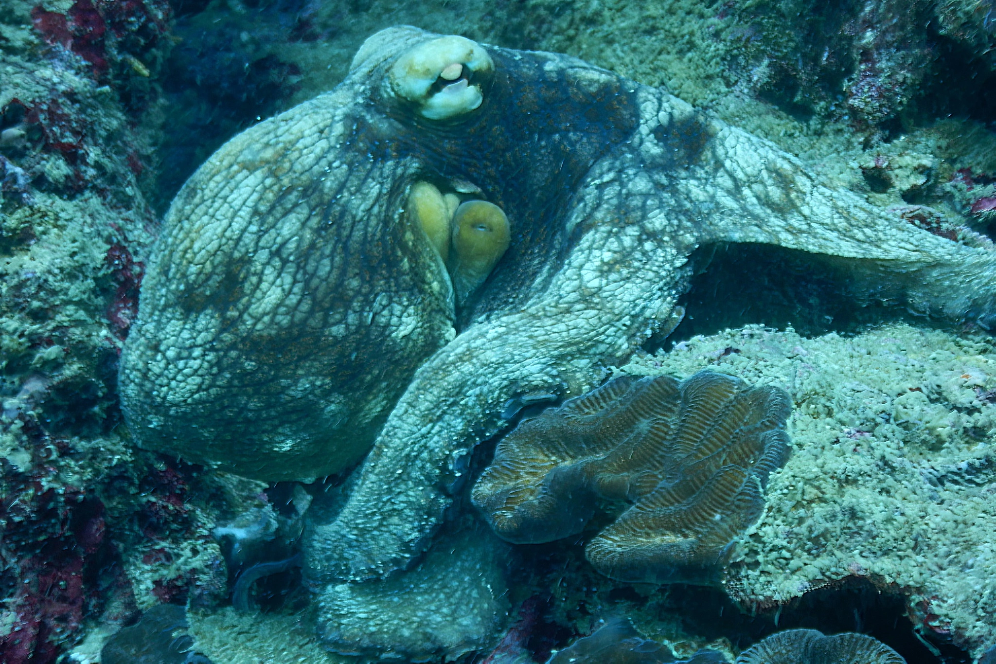 Pulpo camuflado entre corales