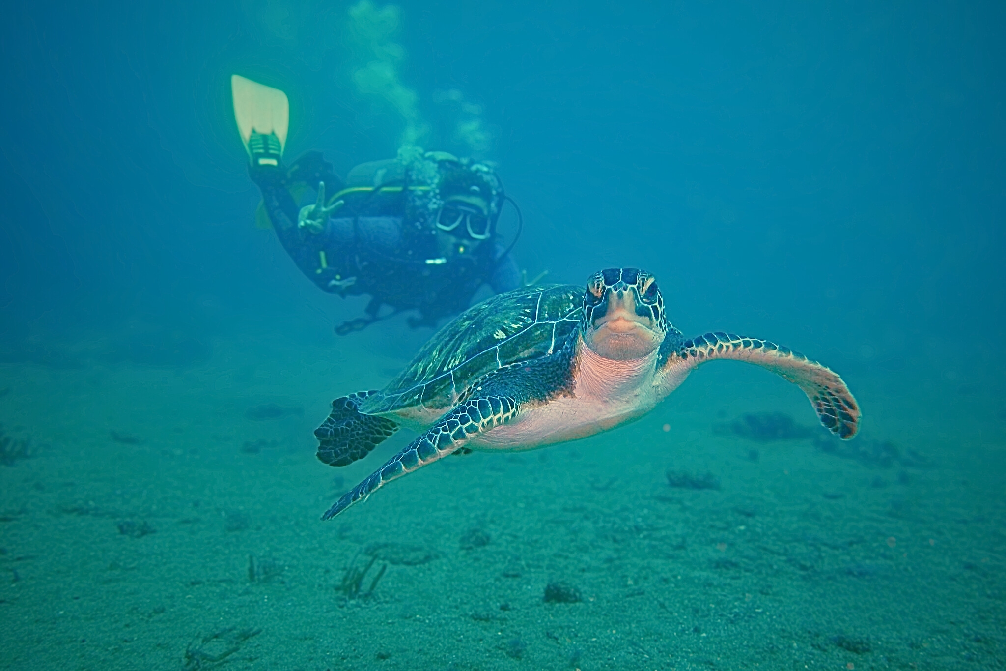 Buceador con tortuga marina en aguas cristalinas